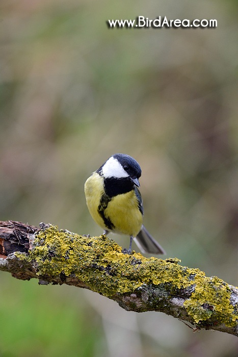 Sýkora koňadra, Parus major