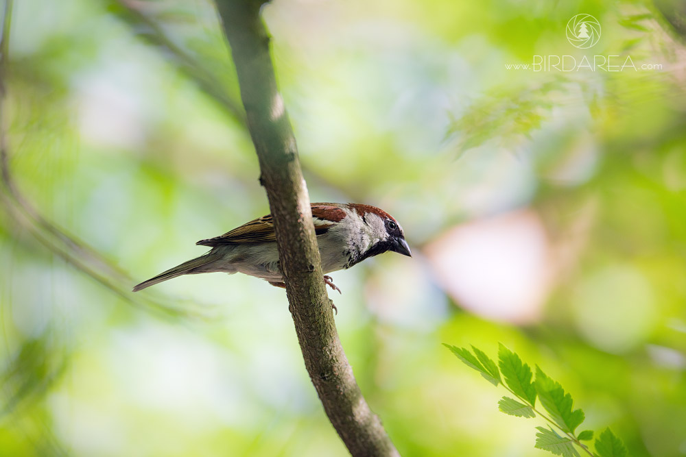 Vrabec domácí, House Sparrow, Passer domesticus