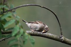 Vrabec domácí, Passer domesticus, House Sparrow