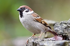 Tree Sparrow, Passer montanus