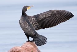 Kormorán velký, Great Cormorant, Phalacrocorax carbo