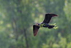 Kormorán velký, Great Cormorant, Phalacrocorax carbo