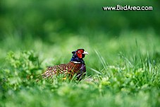 Common Pheasant, Phasianus colchicus