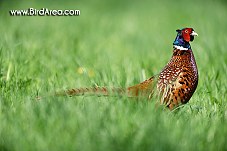 Common Pheasant, Phasianus colchicus