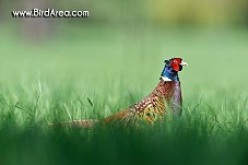 Common Pheasant, Phasianus colchicus