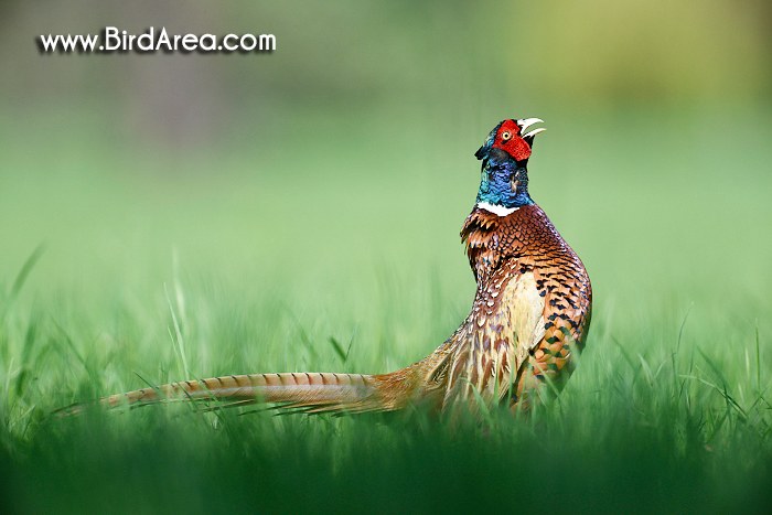 Common Pheasant, Phasianus colchicus