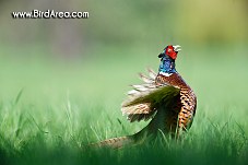 Common Pheasant, Phasianus colchicus