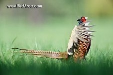 Common Pheasant, Phasianus colchicus