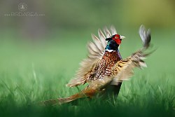 Bažant obecný, Common Pheasant, Phasianus colchicus