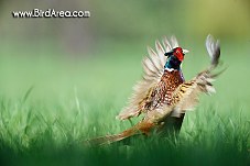 Common Pheasant, Phasianus colchicus