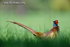 Common Pheasant, Phasianus colchicus