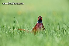 Common Pheasant, Phasianus colchicus