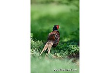 Common Pheasant, Phasianus colchicus