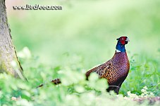 Common Pheasant, Phasianus colchicus