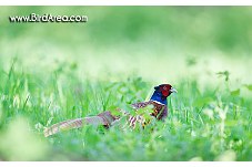 Common Pheasant, Phasianus colchicus