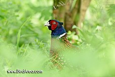 Common Pheasant, Phasianus colchicus