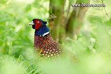 Common Pheasant, Phasianus colchicus