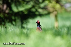 Common Pheasant, Phasianus colchicus