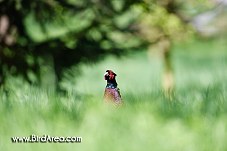 Common Pheasant, Phasianus colchicus