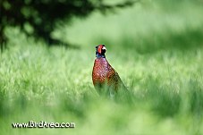 Common Pheasant, Phasianus colchicus