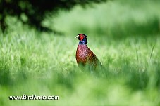 Common Pheasant, Phasianus colchicus