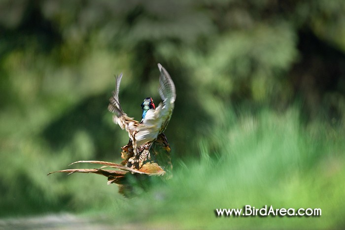 Common Pheasant, Phasianus colchicus