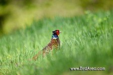 Common Pheasant, Phasianus colchicus