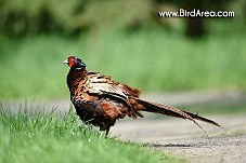 Common Pheasant, Phasianus colchicus