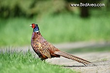 Common Pheasant, Phasianus colchicus