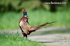 Common Pheasant, Phasianus colchicus