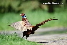 Common Pheasant, Phasianus colchicus