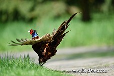 Common Pheasant, Phasianus colchicus