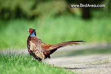 Common Pheasant, Phasianus colchicus