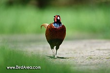 Common Pheasant, Phasianus colchicus