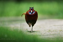 Bažant obecný, Common Pheasant, Phasianus colchicus