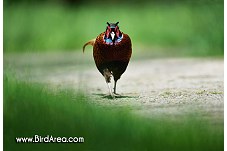 Common Pheasant, Phasianus colchicus