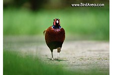 Common Pheasant, Phasianus colchicus