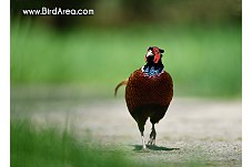 Common Pheasant, Phasianus colchicus