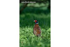 Common Pheasant, Phasianus colchicus