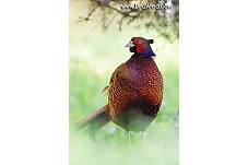 Common Pheasant, Phasianus colchicus