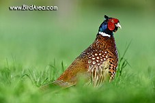 Common Pheasant, Phasianus colchicus