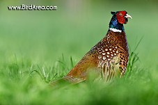 Common Pheasant, Phasianus colchicus