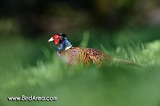 Common Pheasant, Phasianus colchicus