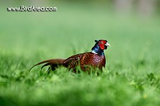 Common Pheasant, Phasianus colchicus