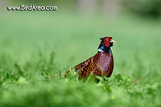 Common Pheasant, Phasianus colchicus