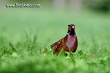 Common Pheasant, Phasianus colchicus