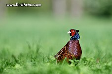 Common Pheasant, Phasianus colchicus