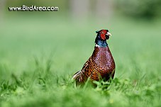 Common Pheasant, Phasianus colchicus