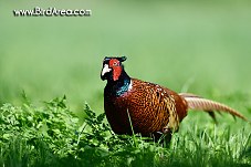 Common Pheasant, Phasianus colchicus