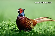 Common Pheasant, Phasianus colchicus